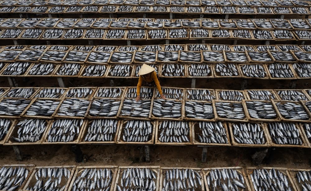 Worker Drying Fish by Clas Gustafson PRO — canvas wall art