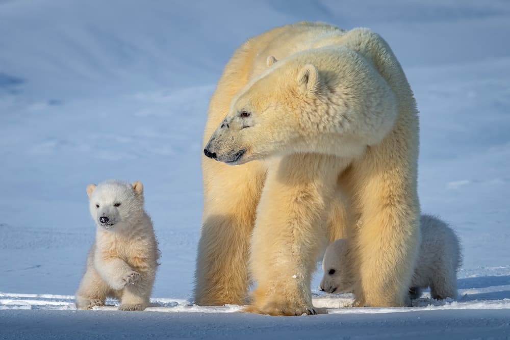 Mother Bear And Cubs by Hung Tsui — canvas wall art