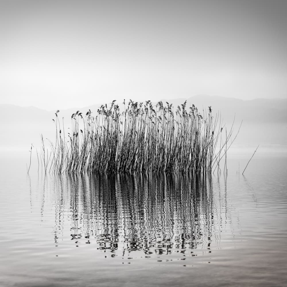 Misty Reeds Reflection by George Digalakis — canvas wall art
