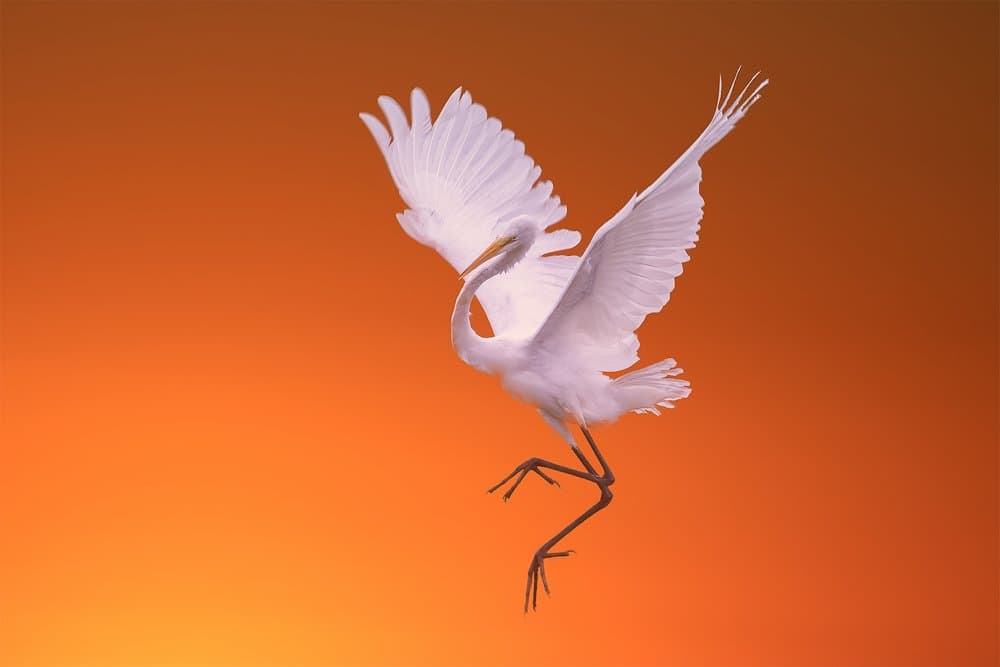 Egret Sunset Flight by Mei Zhang APA — canvas wall art