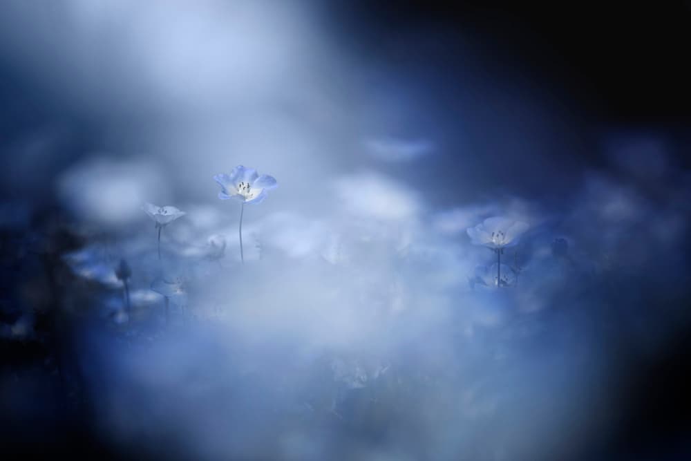 Dreamy Blue Blooms by Takashi Suzuki — canvas wall art