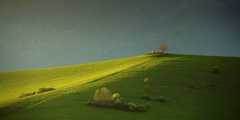 Solitary Tree on Hill by Matej Rumansky — canvas wall art