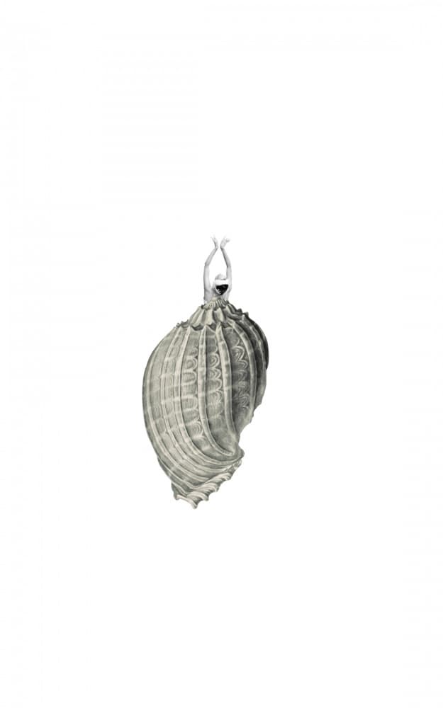 Elegant Shell Figure by Elizabeth C — canvas wall art