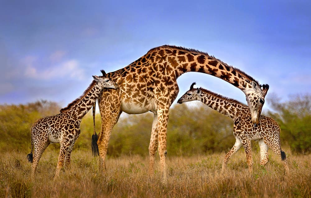 African Giraffe Family by Xavier Ortega — canvas wall art