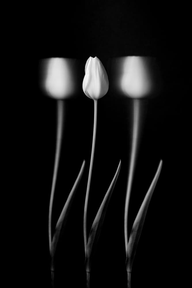 Soft White Tulips by Tony Xu — canvas wall art