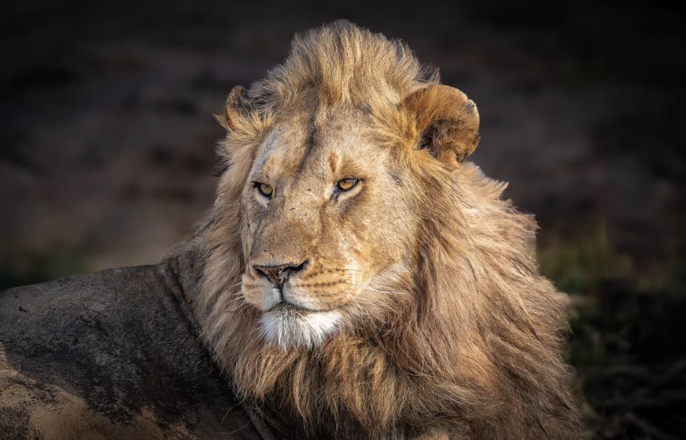 Majestic Lion Portrait by Jeffrey C. Sink — canvas wall art