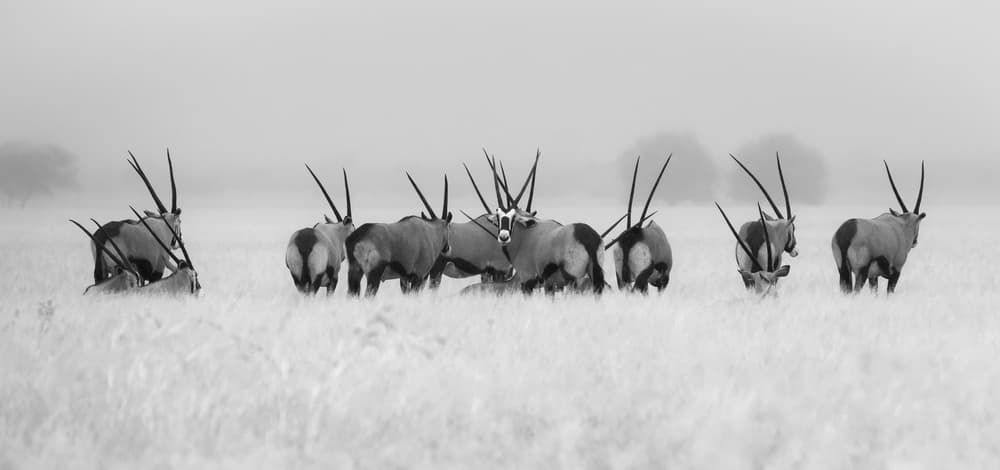 Oryx in the Mist by Kirill Trubitsyn — canvas wall art