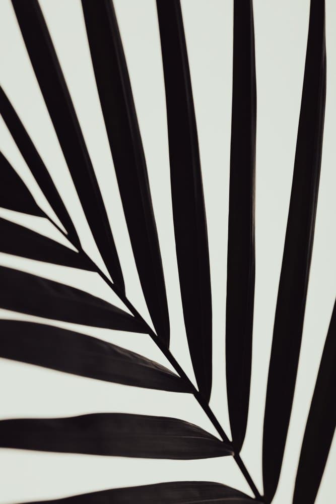 Tropical Leaf Lines by Pictufy Studio III — canvas wall art
