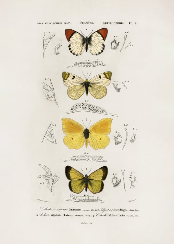 Different Types of Butterflies by Charles Dessalines D Orbigny — canvas wall art