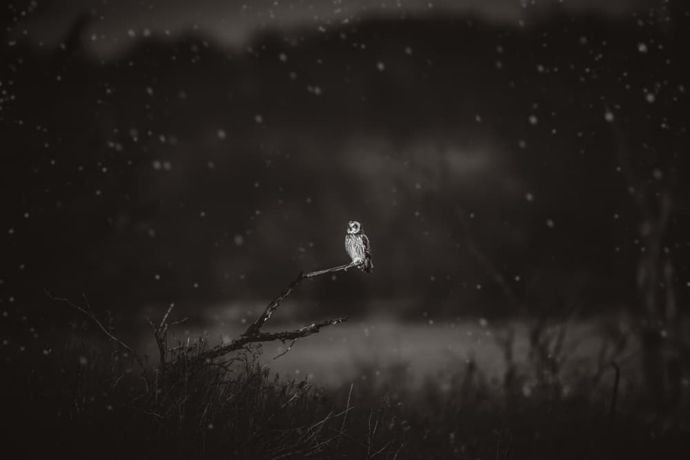 Snowy Night Owl by Rob Li — canvas wall art