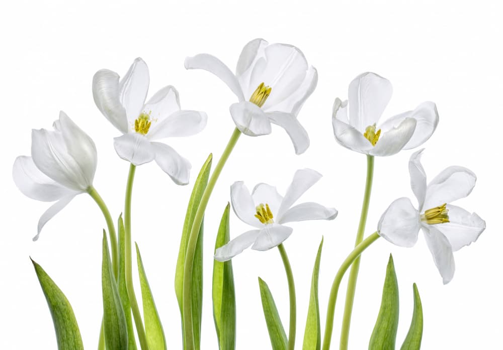 White Tulips by Mandy Disher — canvas wall art
