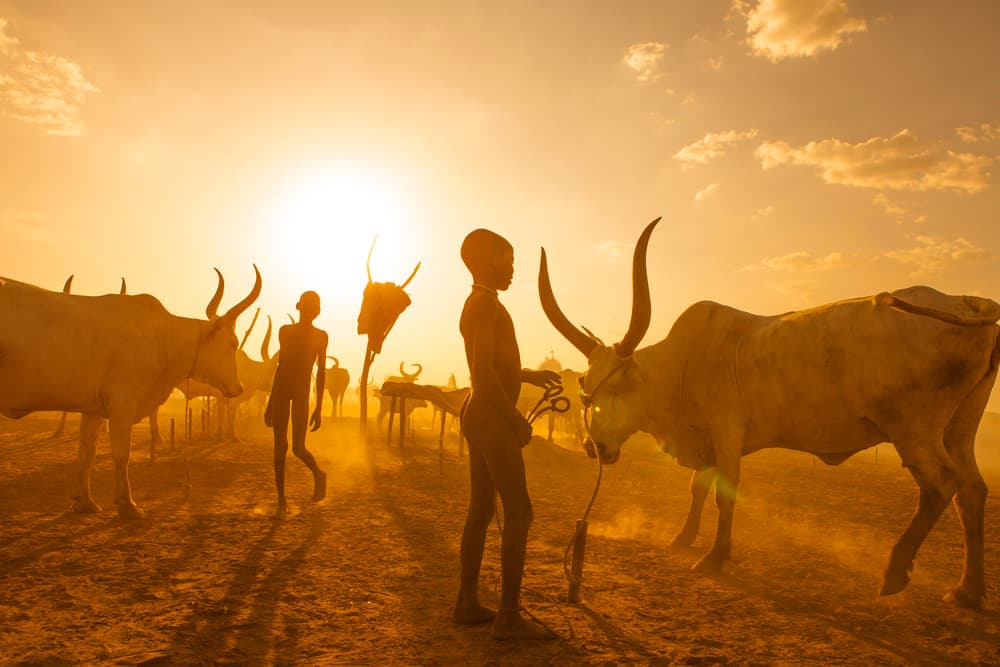 African Herding Sunset by Hesham Alhumaid — canvas wall art
