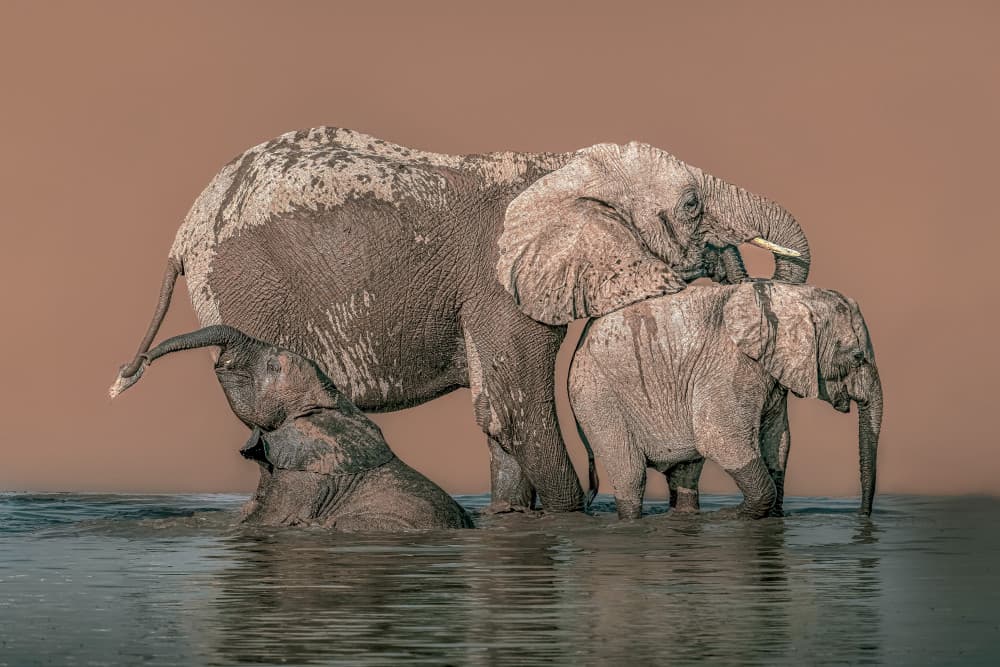 Elephant Family Water Play by Nichole Chen — canvas wall art