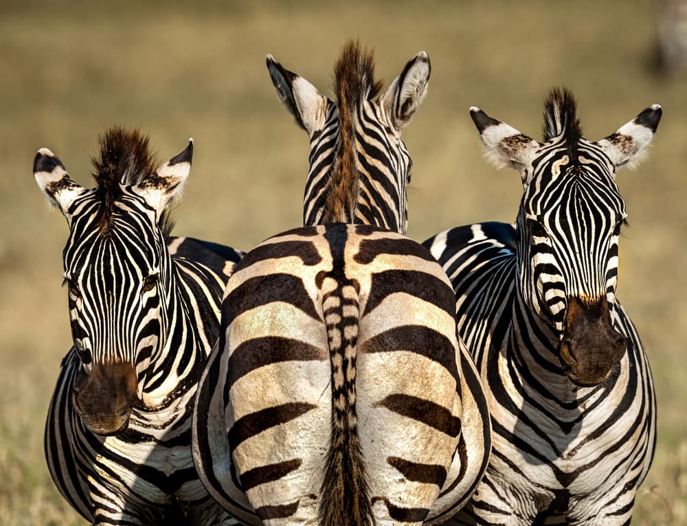 Zebra Trio by Hung Tsui — canvas wall art