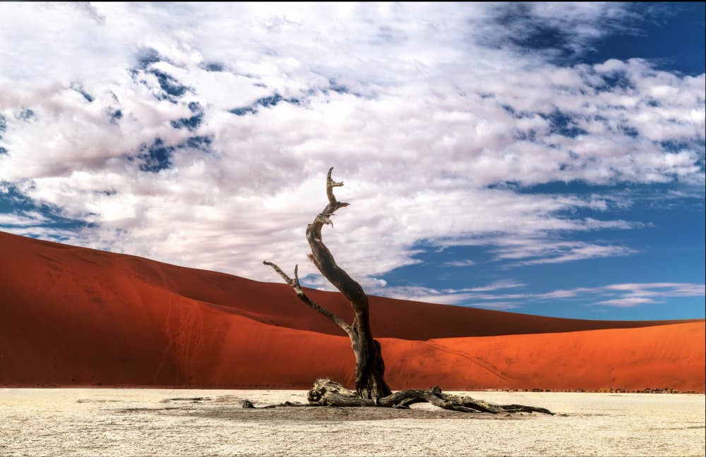 Dead Tree Red Dunes by Jie Jin — canvas wall art