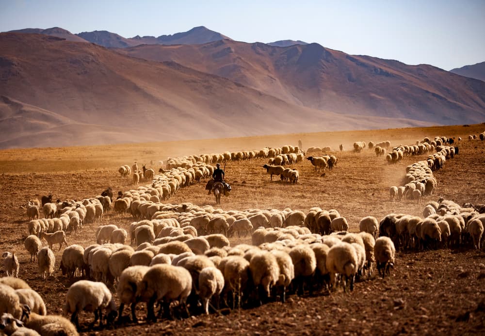 Shepherd's Mountain Journey by Murat Cacim — canvas wall art