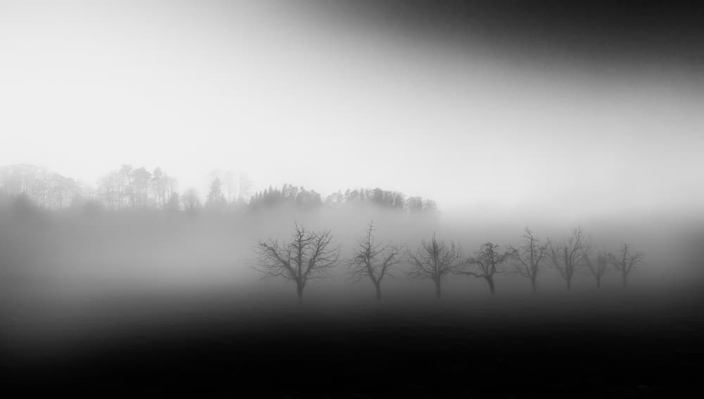 Bare Trees In Fog by Nic Keller — canvas wall art