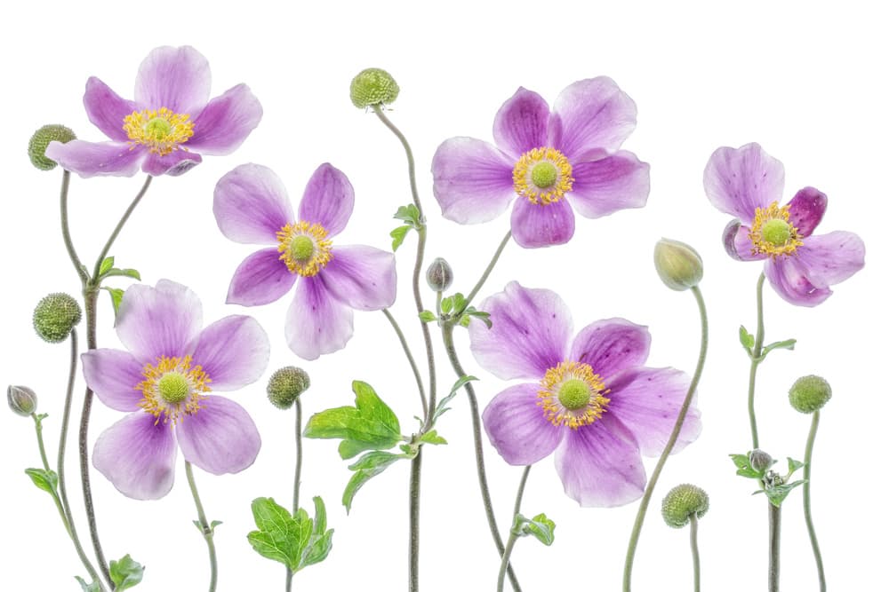 Anemone Japonica by Mandy Disher — canvas wall art