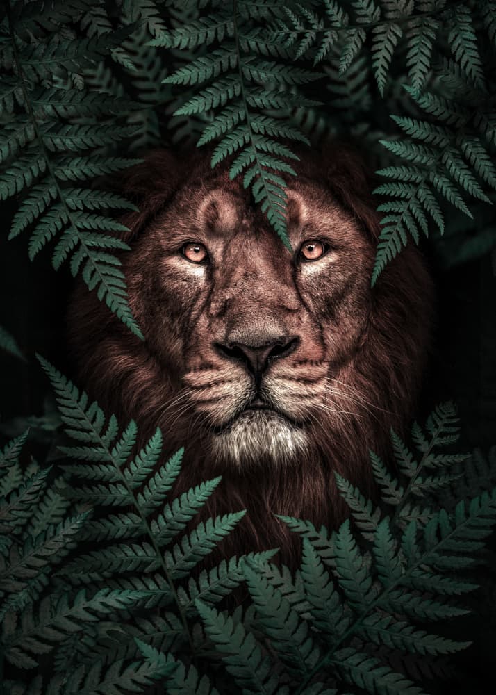 Mysterious Jungle Lion by Ariz Rab — canvas wall art