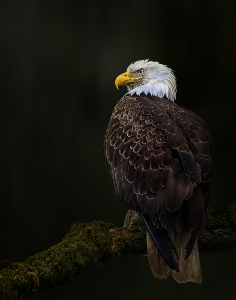Bald Eagle Vigil by Qing Zhao — canvas wall art