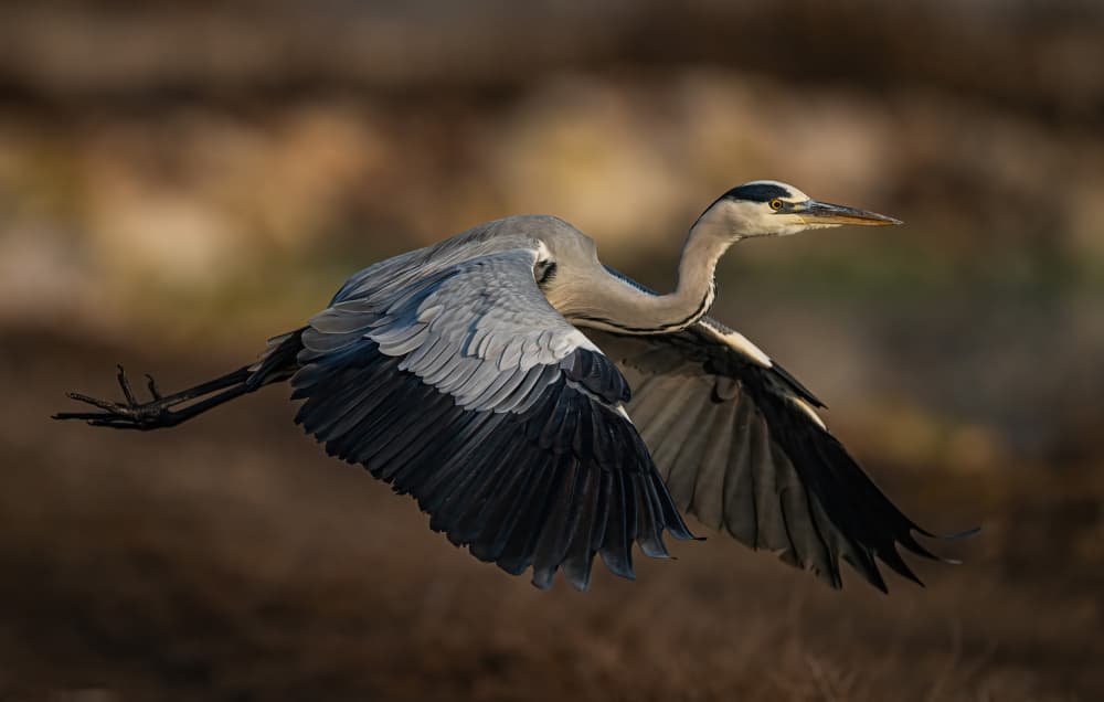 Graceful Heron in Flight by Eldad Levin — canvas wall art