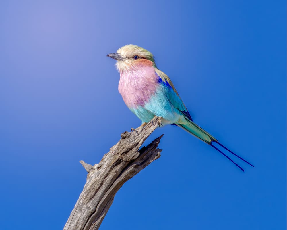 Lilac Breasted Roller by Nichole Chen — canvas wall art