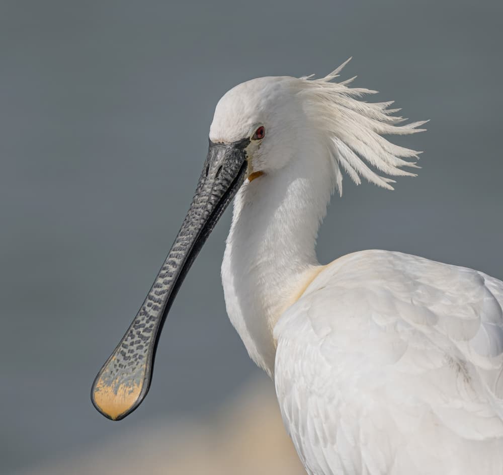 Elegant White Spoonbill by Eldad Levin — canvas wall art
