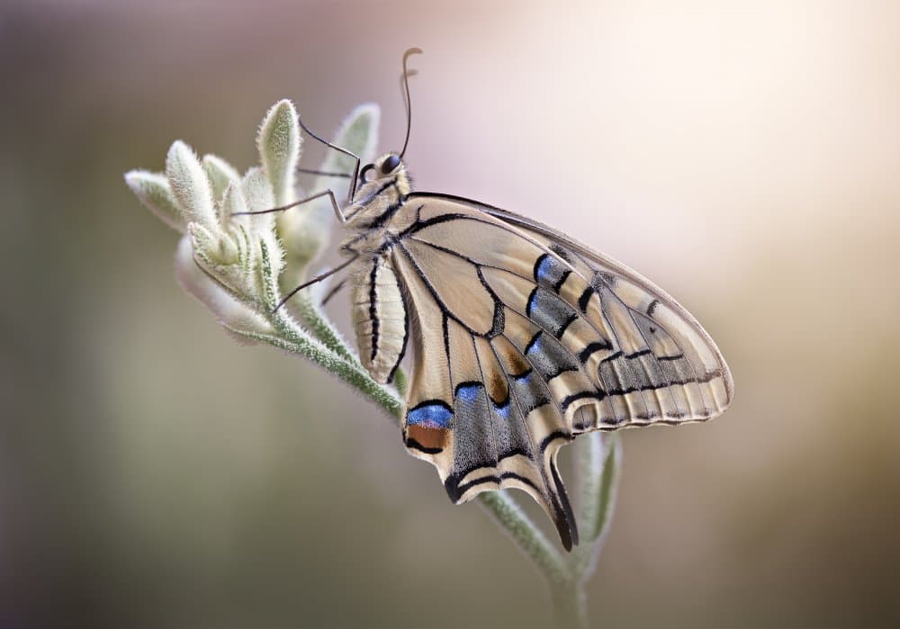 Delicate Swallowtail Butterfly by Rina Barbieri — canvas wall art