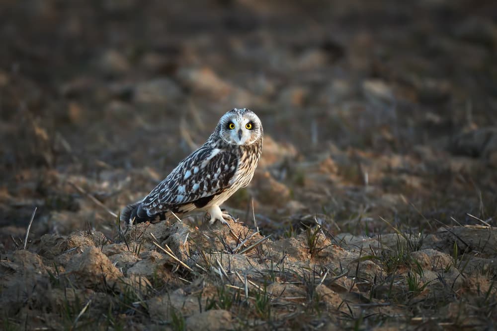 Watchful Short-Eared Owl by Nicolás Merino — canvas wall art