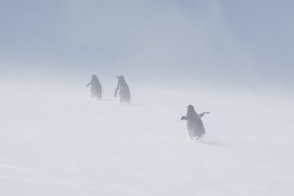 Winter Penguins Blizzard by Wiolett — canvas wall art