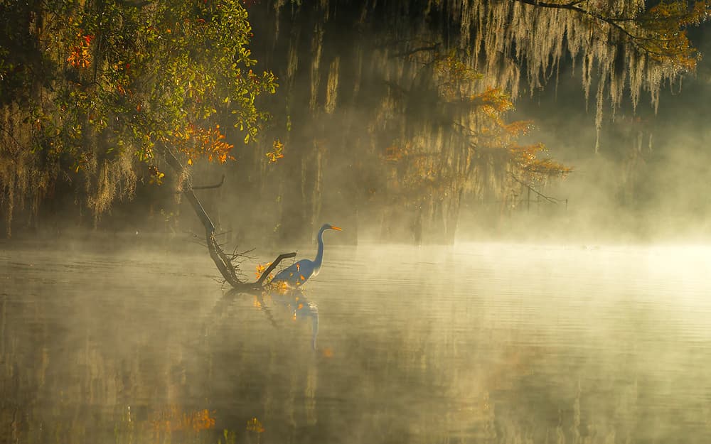 Misty Morning Egret by Hua Zhu — canvas wall art