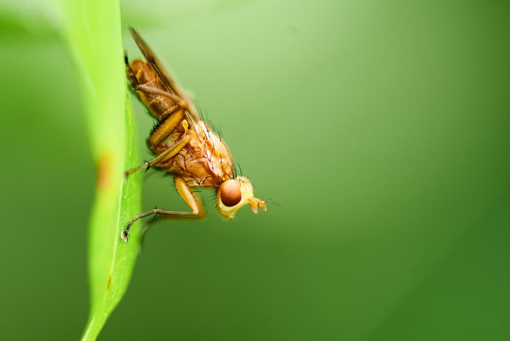 Vibrant Fly Macro by Luc Baekelandt — canvas wall art