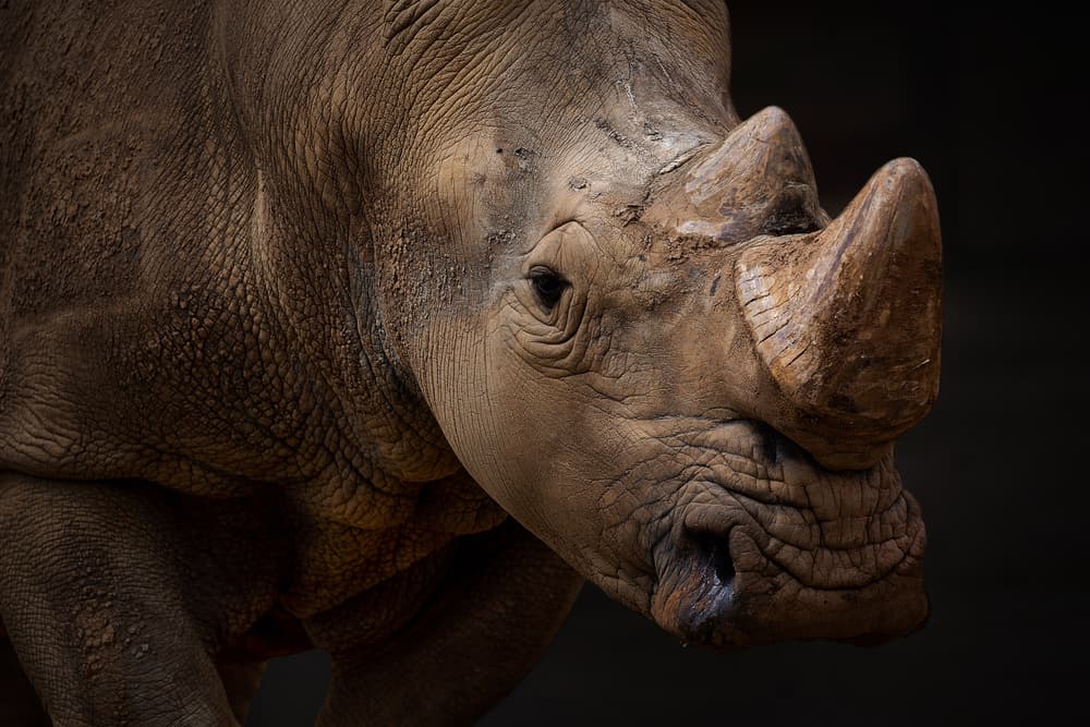 Majestic White Rhino by Juan I. Cuadrado — canvas wall art
