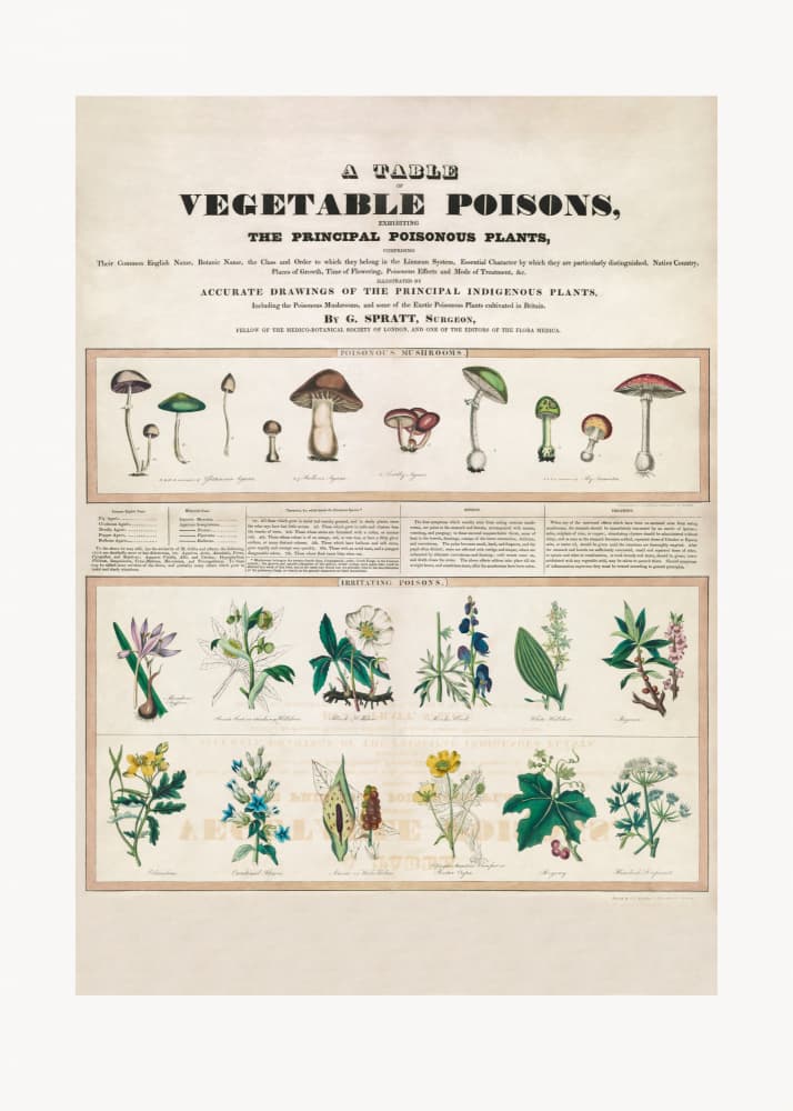 Poisonous Mushrooms Irritating Poisons by George Edward Madeley — canvas wall art