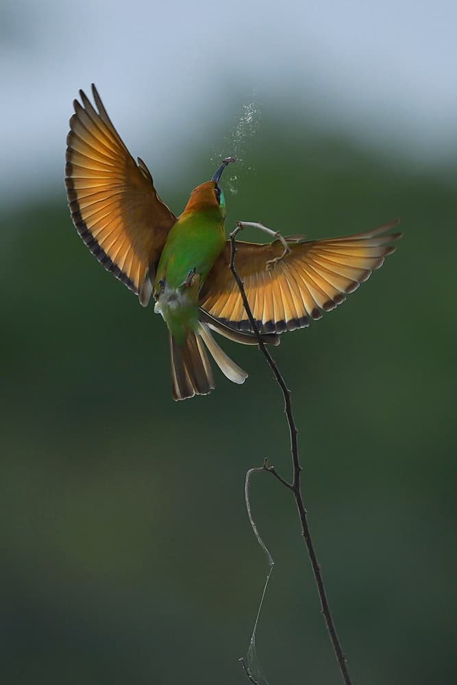 Green Bee-Eater in Flight by Phat Dao Tan — canvas wall art