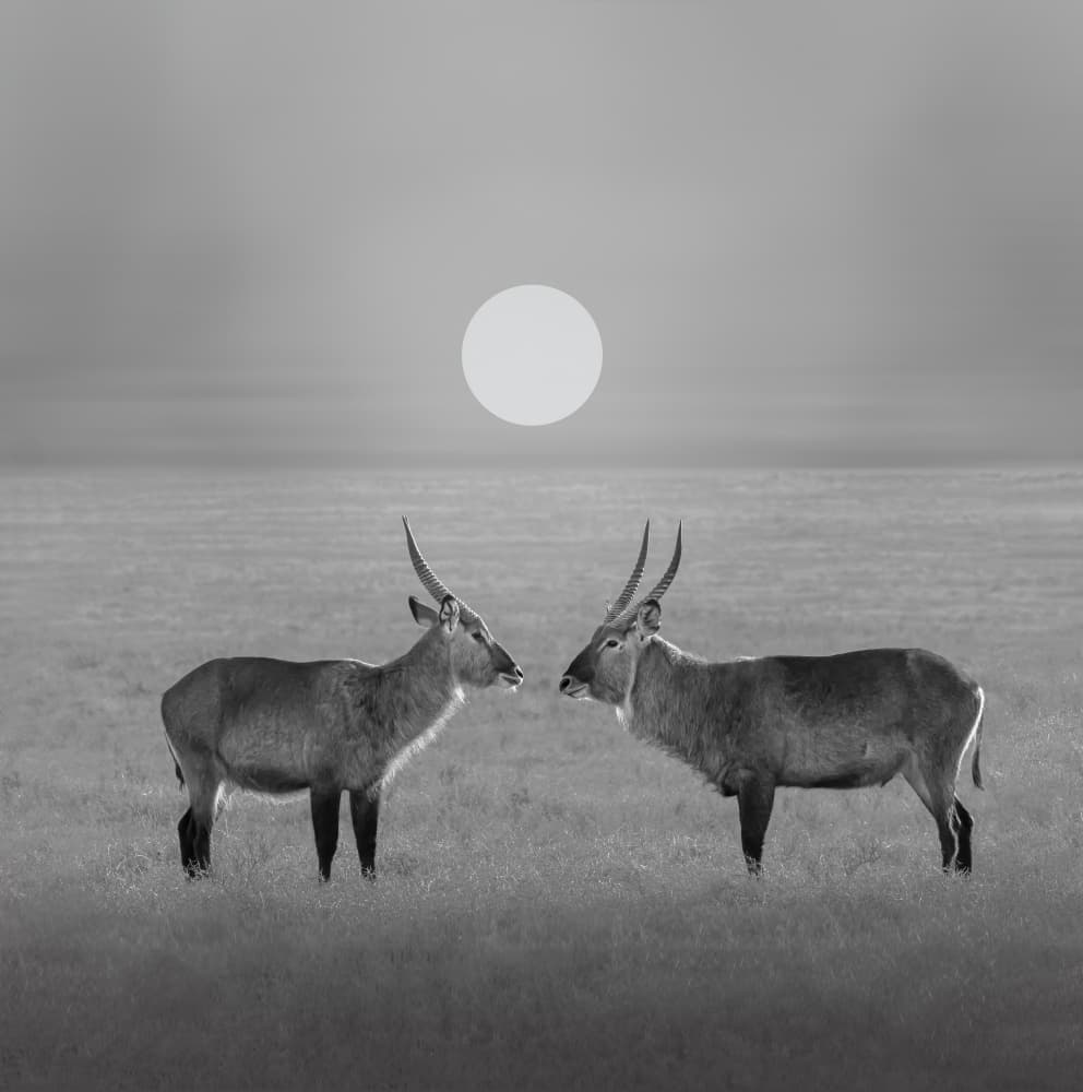 Waterbucks Under Sun by Hong Chen — canvas wall art
