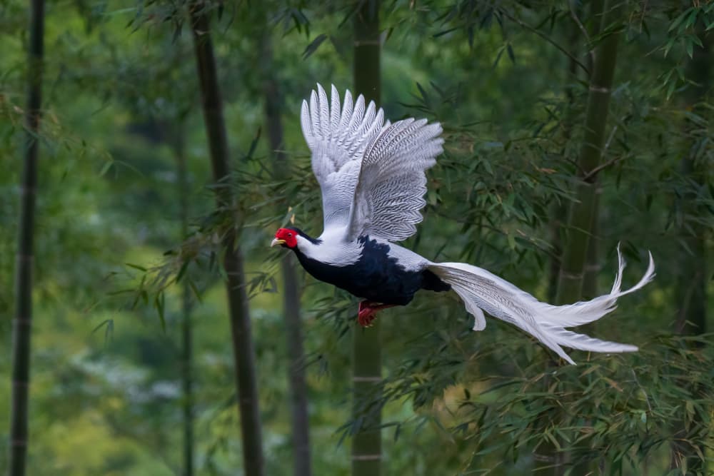 Silver Pheasant in Flight by YY DB — canvas wall art