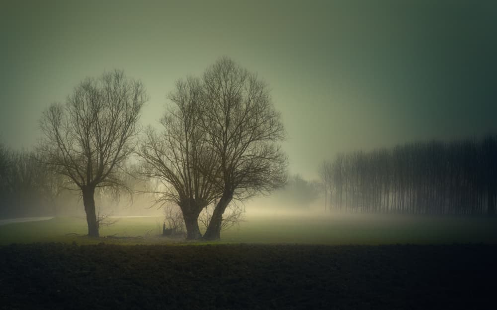 Misty Winter Trees by Tommaso Pessotto — canvas wall art