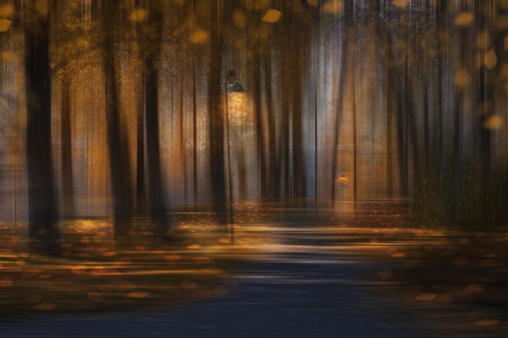 Autumn Park Glow by Nikki Georgieva V E G A N I K — canvas wall art