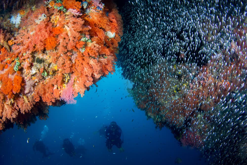 Vibrant Coral Reef Dive by Cédric Péneau — canvas wall art
