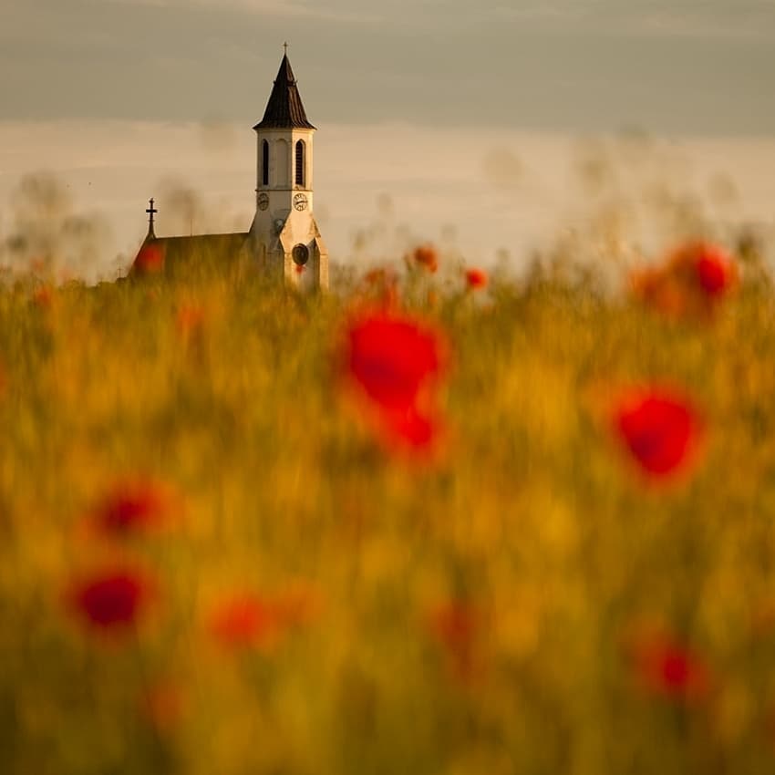 Dreamy Poppy Field Church by Robert Adamec — canvas wall art