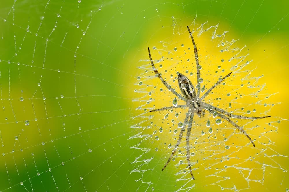 Spider on Dewy Web by Roberto Marini — canvas wall art