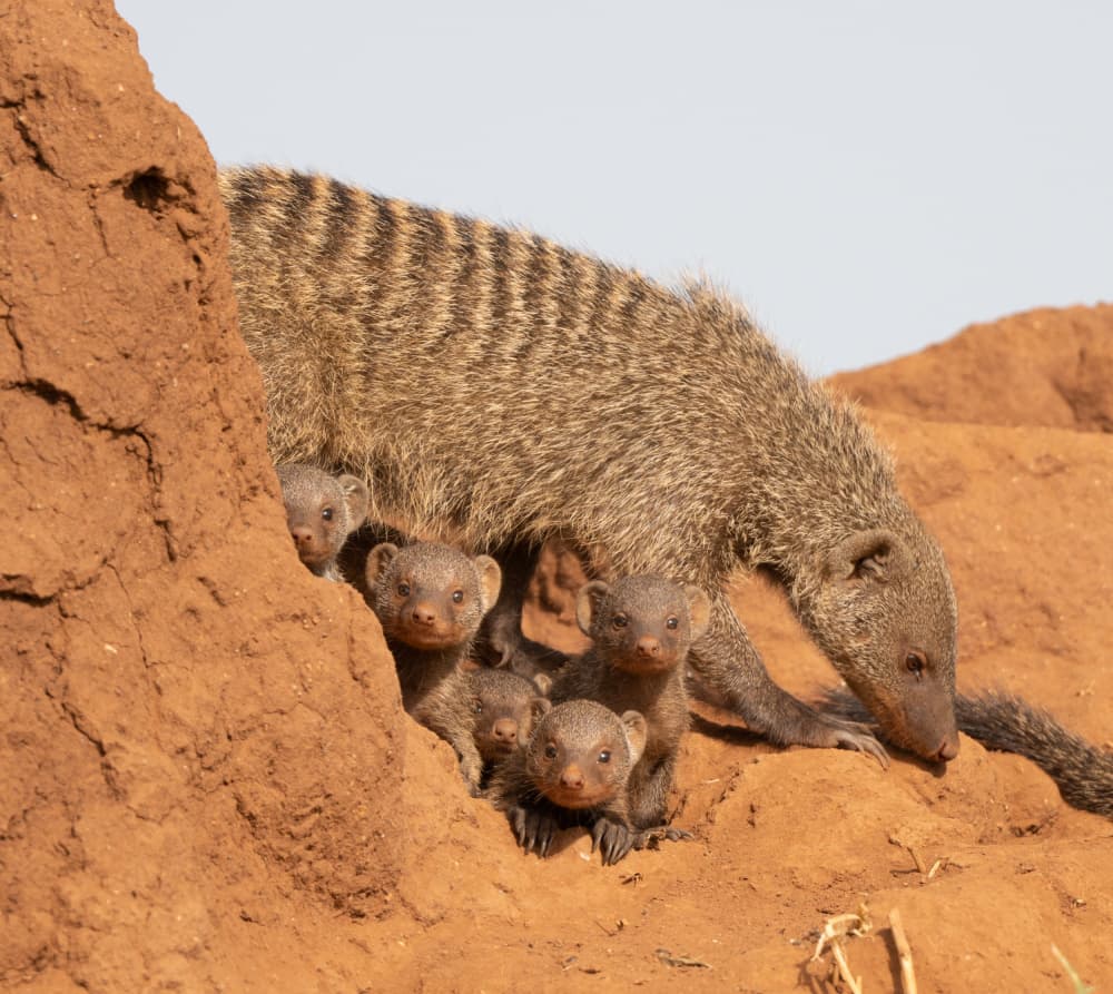 Banded Mongoose Family by Liwen Tao — canvas wall art