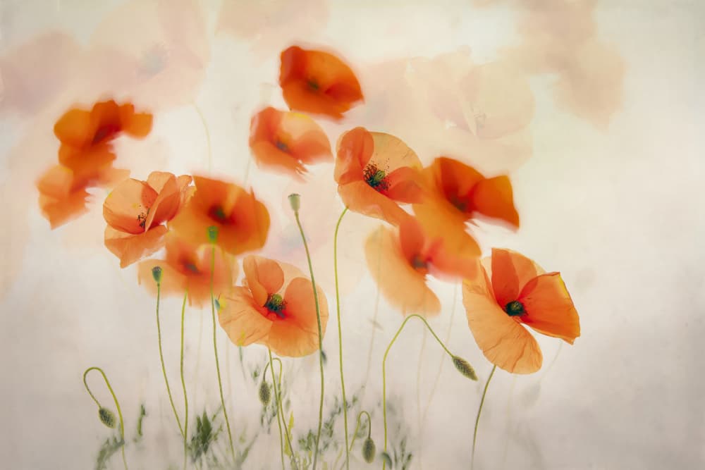Waving in the wind by Nel Talen — canvas wall art