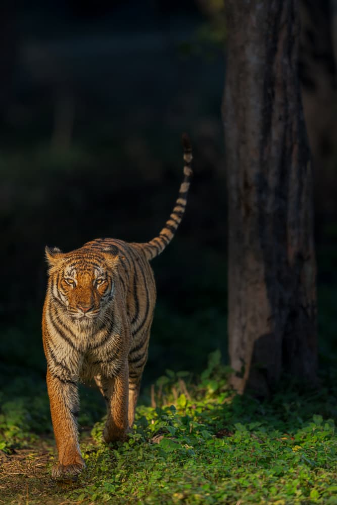 Tiger in Golden Light by Yogesh Bhatia — canvas wall art