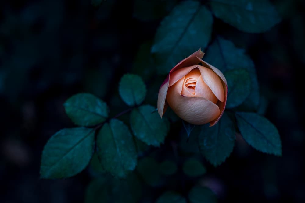 Serene Rose Bud by Satoshi Hatsumori — canvas wall art