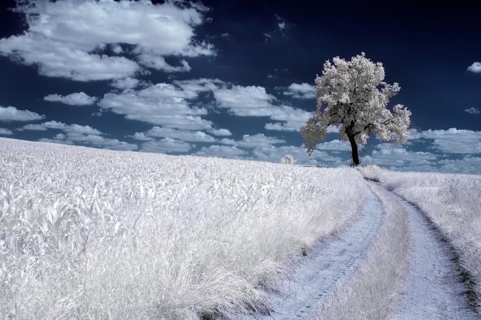Solitary Tree White Field by Przemyslaw Kruk — canvas wall art