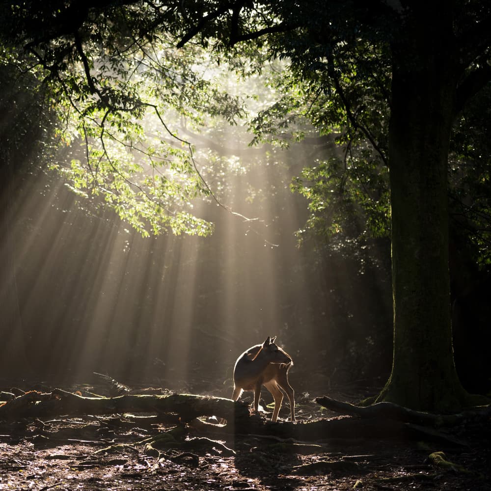 Forest Deer Sunbeams by Yoshinori Matsui — canvas wall art