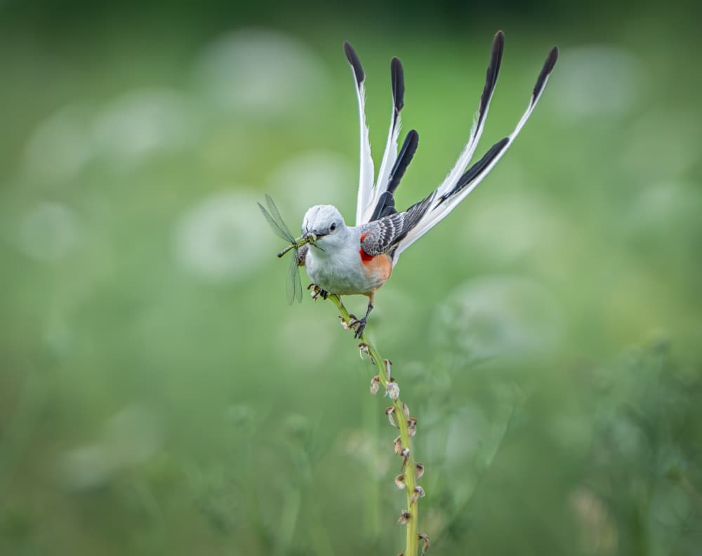 Scissortail With Dragonfly by Alex Li — canvas wall art