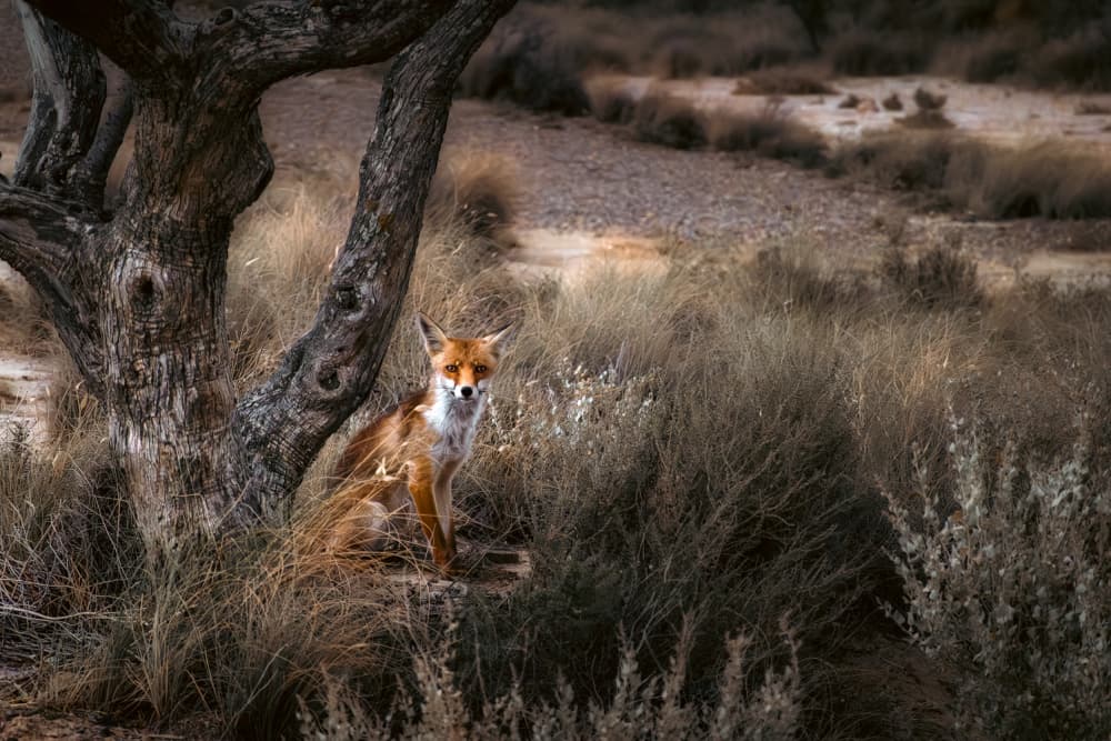 Watchful Desert Fox by Marco Antonio Cobo — canvas wall art